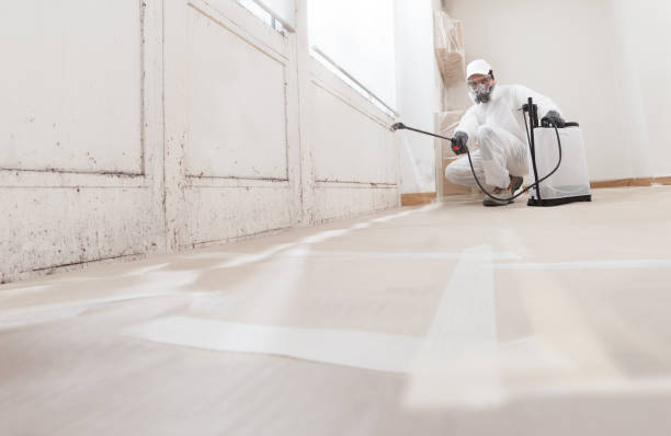 24/7 Emergency Basement Mold Removal experts in Clifton, NJ