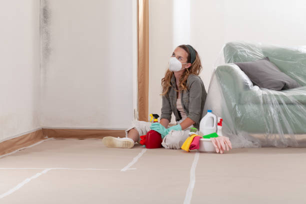Reliable Basement Mold Removal contractor in Clifton, NJ by Cheap Mold Removal