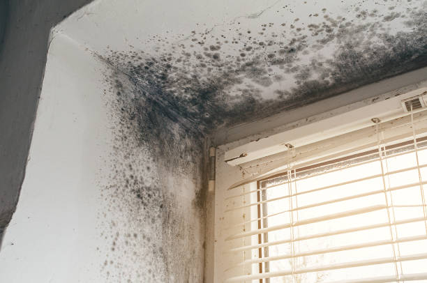 Affordable Basement Mold Removal solutions in Clifton, NJ